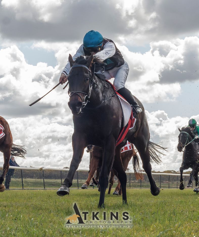 terry_hann's tweet image. Wayne Francis & Glen Kent won at Murray Bridge with Jake Toeroek riding Rich Lady.
Photos ~ AtkinsPhotography.com.au
Pre-race photos ~ AtkinsRacing.com.au
@RacingSA @CountryRacingSA