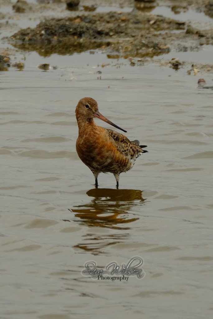 SamWlandscapes's tweet image. Black tailed godwits on the coast at the weekend #waderwednesday #birdwatching