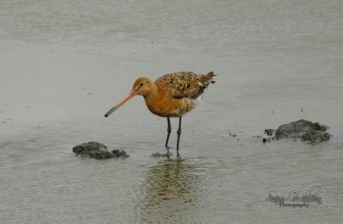 SamWlandscapes's tweet image. Black tailed godwits on the coast at the weekend #waderwednesday #birdwatching