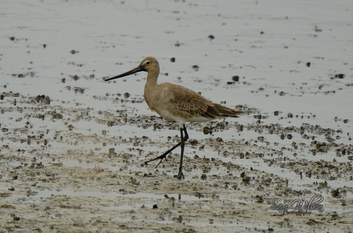 SamWlandscapes's tweet image. Black tailed godwits on the coast at the weekend #waderwednesday #birdwatching