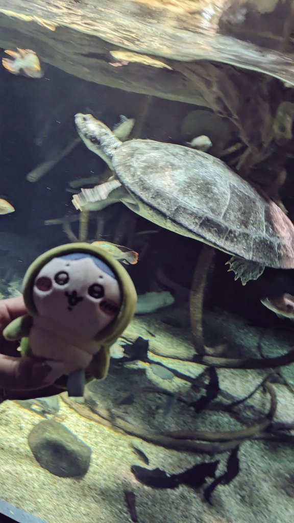 korokor66326316's tweet image. 🔍🐟🐠🦈🐢〜
海洋生物観測隊代表でーす🕵️

#海遊館
#水族館