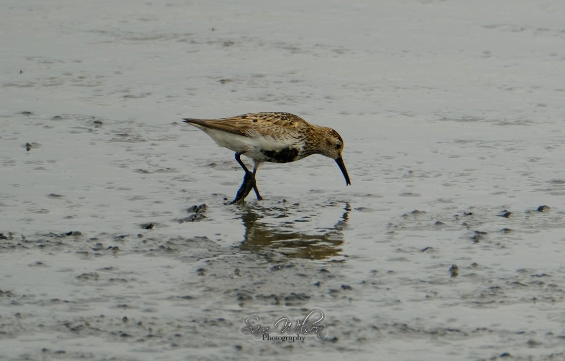 SamWlandscapes's tweet image. A few other waders seen at the weekend #WaderWednesday #birds