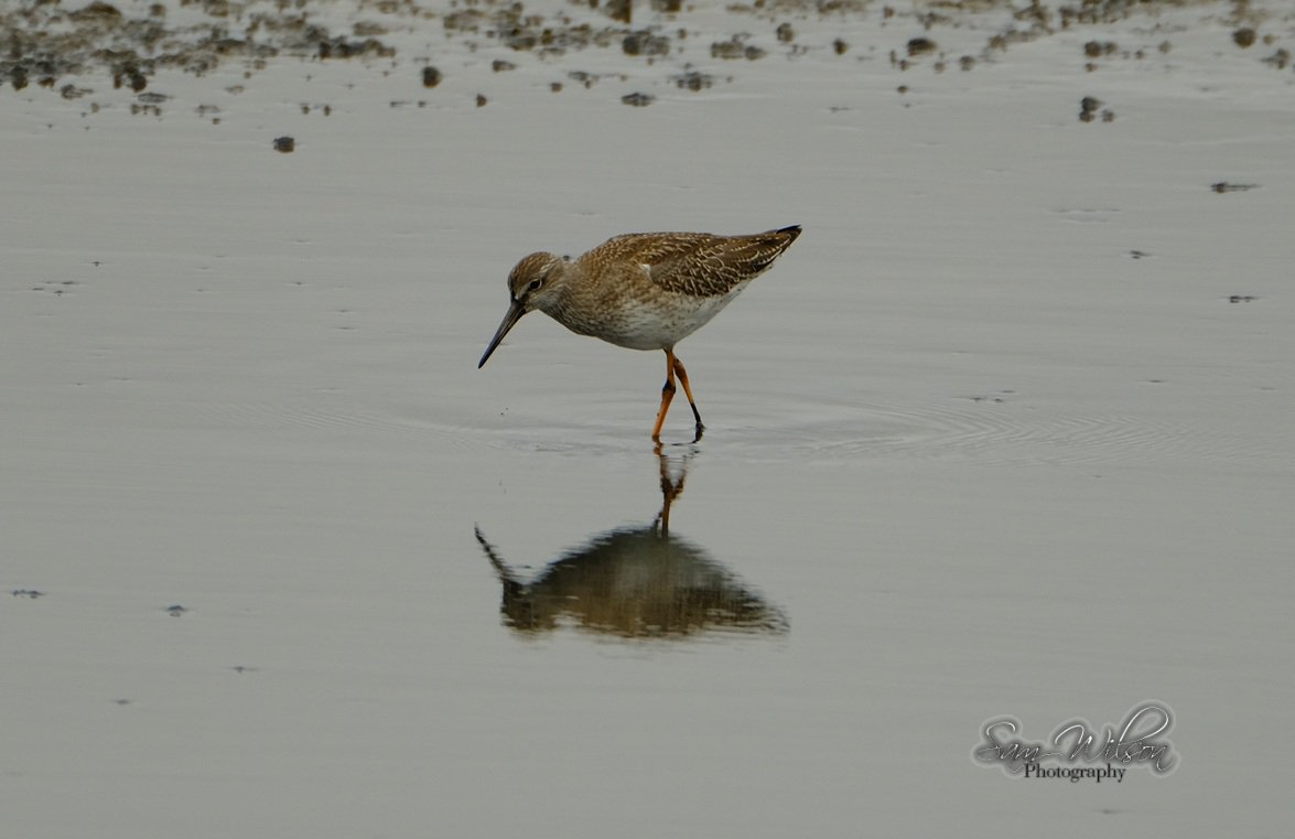 SamWlandscapes's tweet image. A few other waders seen at the weekend #WaderWednesday #birds