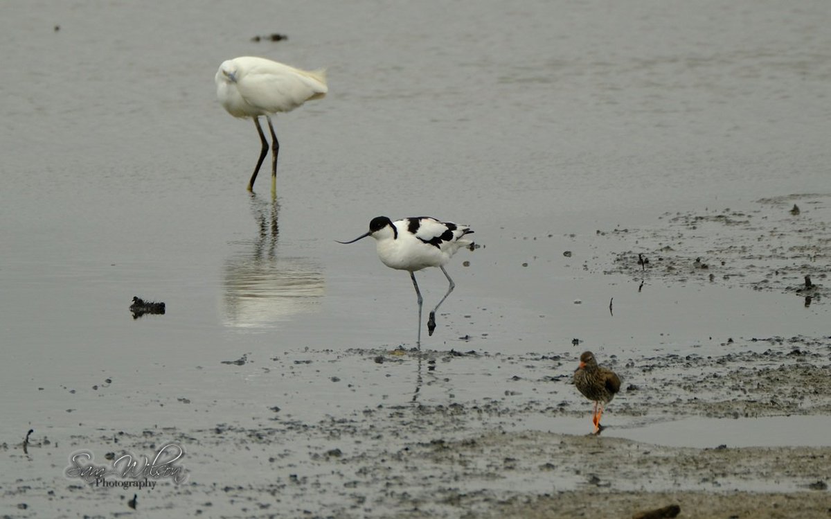 SamWlandscapes's tweet image. A few other waders seen at the weekend #WaderWednesday #birds