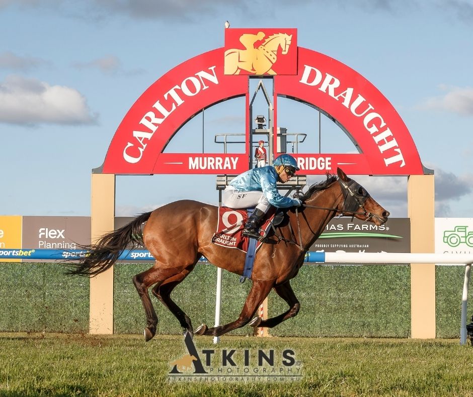 terry_hann's tweet image. Alainge, ridden by Sairyn Fawke, won at Murray Bridge for Garret Lynch.
Photos ~ AtkinsPhotography.com.au
Pre-race photos ~ AtkinsRacing.com.au
@RacingSA @CountryRacingSA