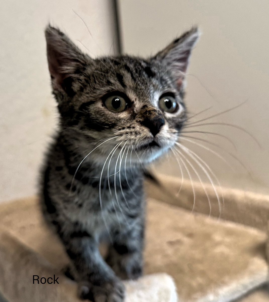TinkerBell_just's tweet image. Jazz, Rock, Grunge und Swing sind wirklich ne „lebhafte“ Bande.
Die vier hatten seit sie drei Wochen alt sind keinen Kontakt zu erwachsenen Katzen, nun sind sie noch mindestens 10 Tage in Quarantäne und 8 Wochen alt.
Sie sind auf dem besten Weg, Jace vom Stammpersonal Konkurrenz…
