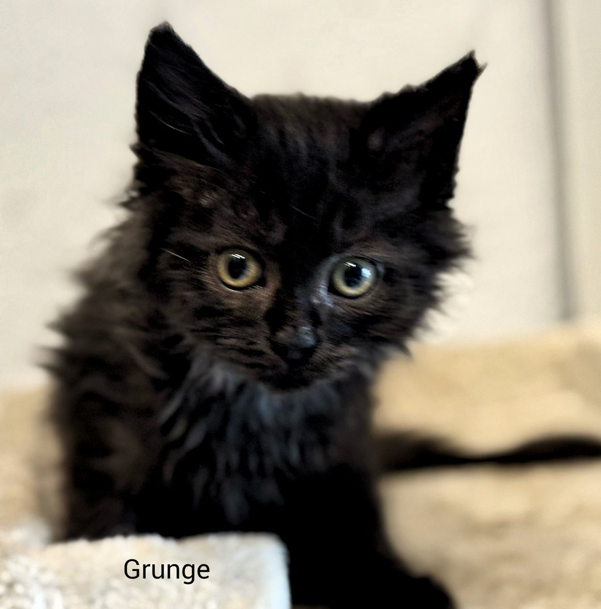 TinkerBell_just's tweet image. Jazz, Rock, Grunge und Swing sind wirklich ne „lebhafte“ Bande.
Die vier hatten seit sie drei Wochen alt sind keinen Kontakt zu erwachsenen Katzen, nun sind sie noch mindestens 10 Tage in Quarantäne und 8 Wochen alt.
Sie sind auf dem besten Weg, Jace vom Stammpersonal Konkurrenz…