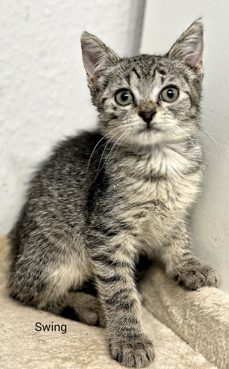 TinkerBell_just's tweet image. Jazz, Rock, Grunge und Swing sind wirklich ne „lebhafte“ Bande.
Die vier hatten seit sie drei Wochen alt sind keinen Kontakt zu erwachsenen Katzen, nun sind sie noch mindestens 10 Tage in Quarantäne und 8 Wochen alt.
Sie sind auf dem besten Weg, Jace vom Stammpersonal Konkurrenz…