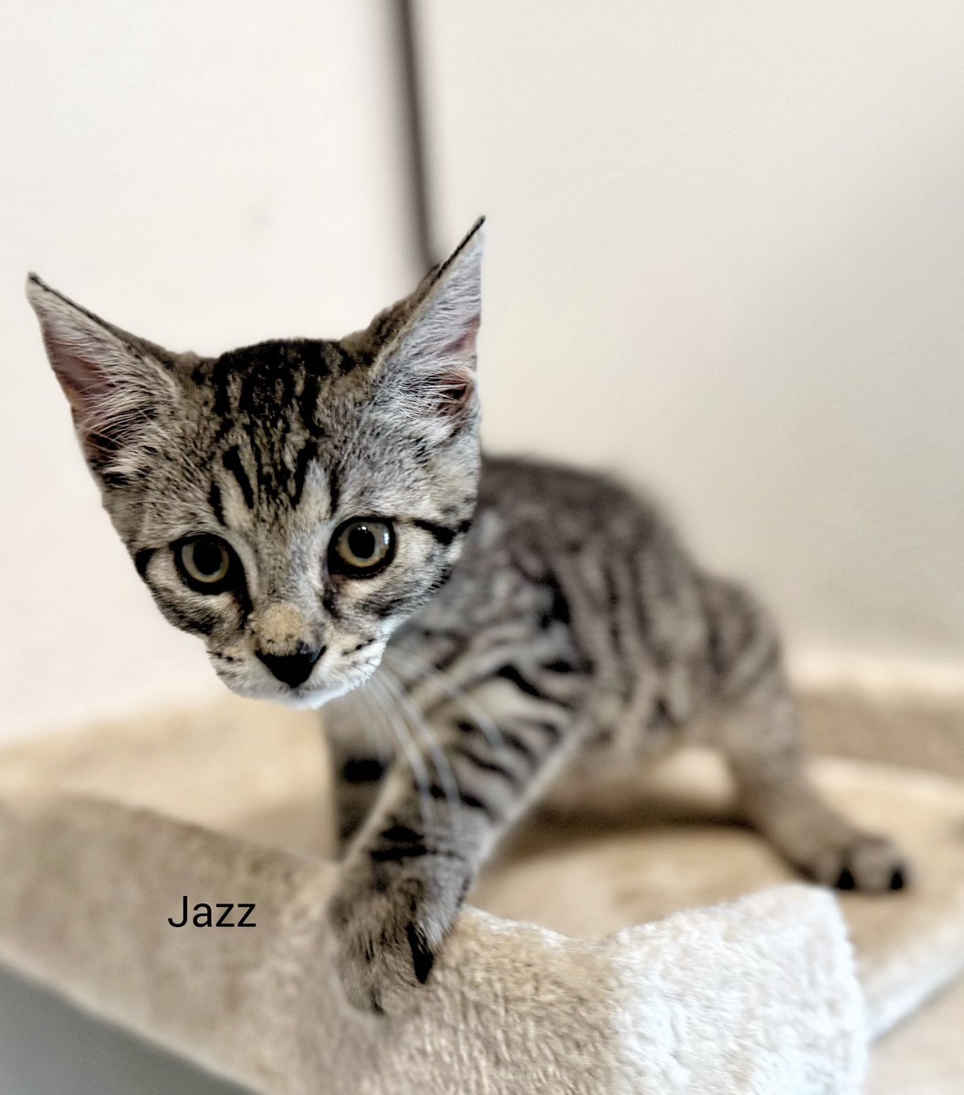 TinkerBell_just's tweet image. Jazz, Rock, Grunge und Swing sind wirklich ne „lebhafte“ Bande.
Die vier hatten seit sie drei Wochen alt sind keinen Kontakt zu erwachsenen Katzen, nun sind sie noch mindestens 10 Tage in Quarantäne und 8 Wochen alt.
Sie sind auf dem besten Weg, Jace vom Stammpersonal Konkurrenz…