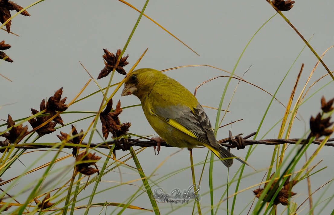 SamWlandscapes's tweet image. Spotted a greenfinch eating seeds on the coast #birds #birdphotography