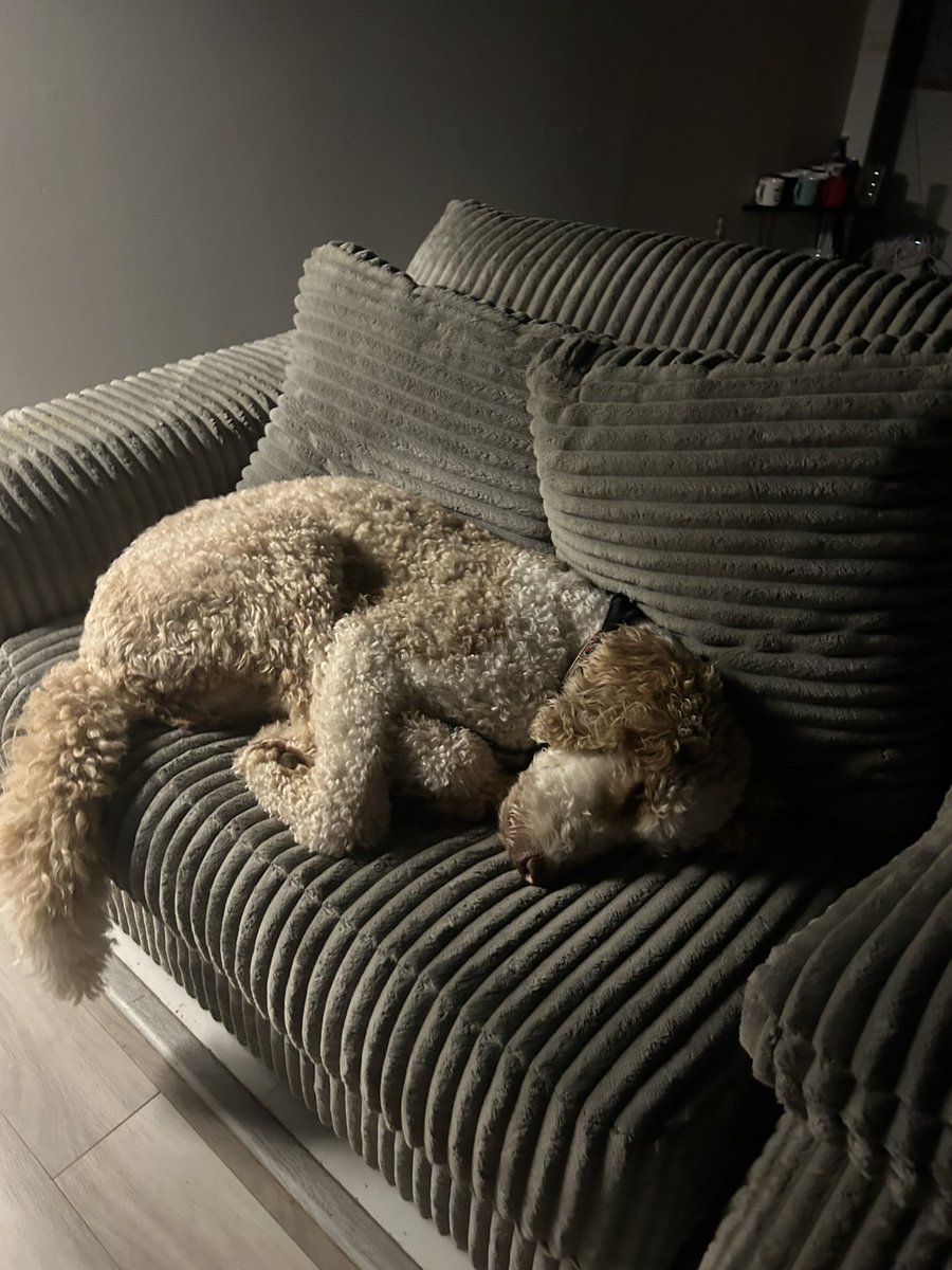 Homermetax's tweet image. This is Jaxon
He has the best life ever π not getting up cause your a degen dad