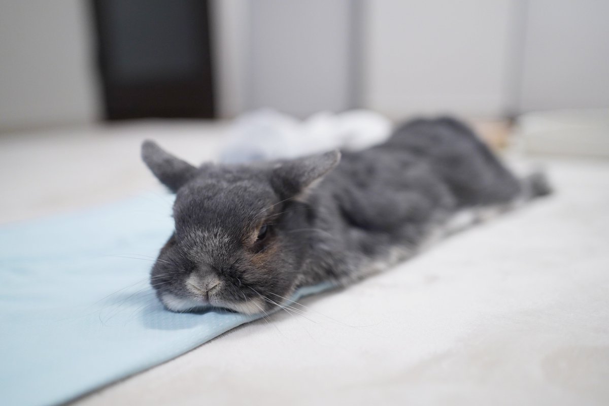 punkrabbit69's tweet image. ひんやりブランケット気持ちいいね🥰