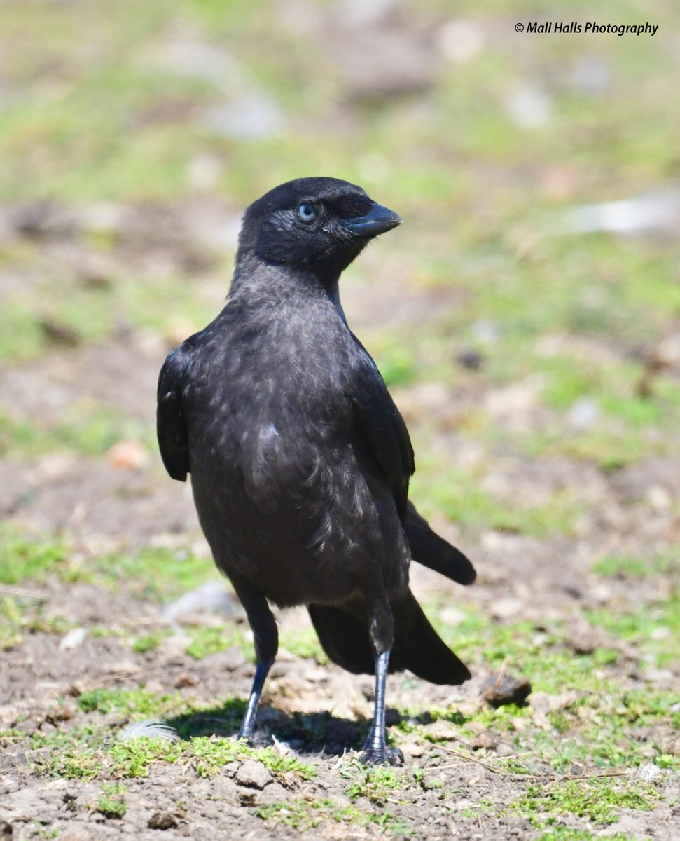 Jackdaw.

Juvenile.

#BirdTwitter #Nature #Photography #wildlife #birds #TwitterNatureCommunity #birding #NaturePhotography #birdphotography #WildlifePhotography #Nikon