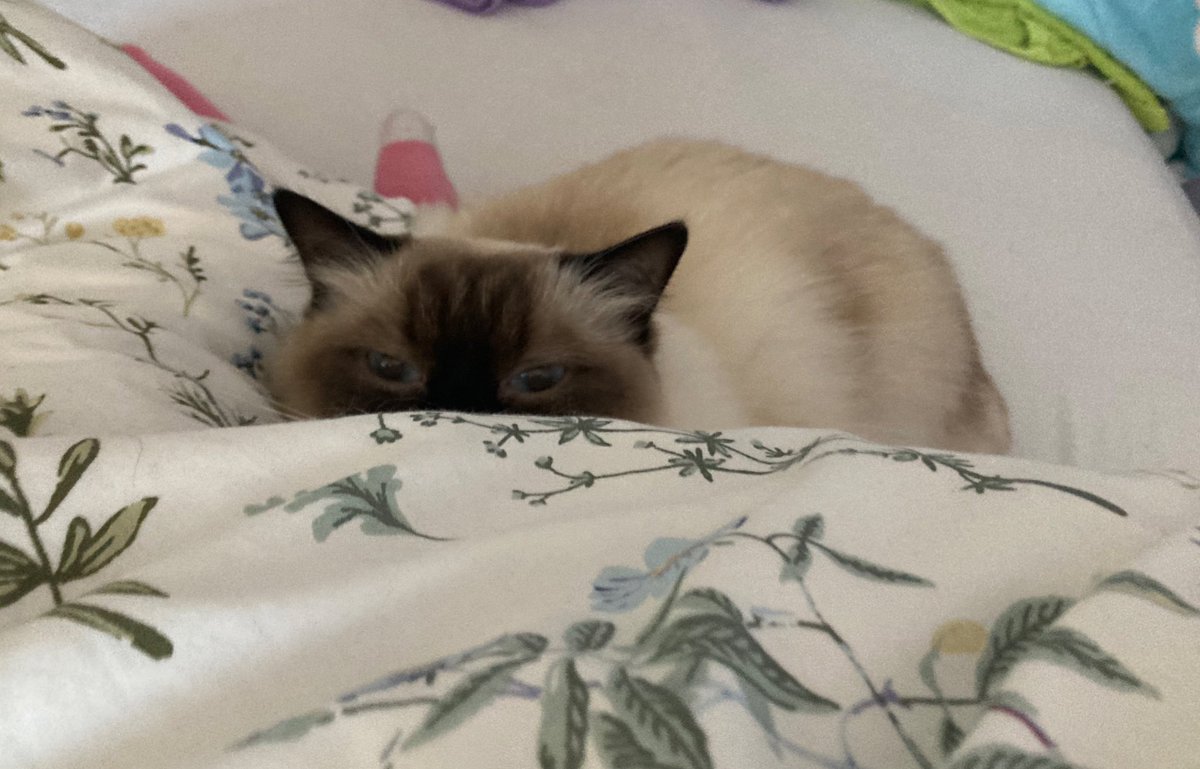 mimi 😻 & toffi 😼 tweet media