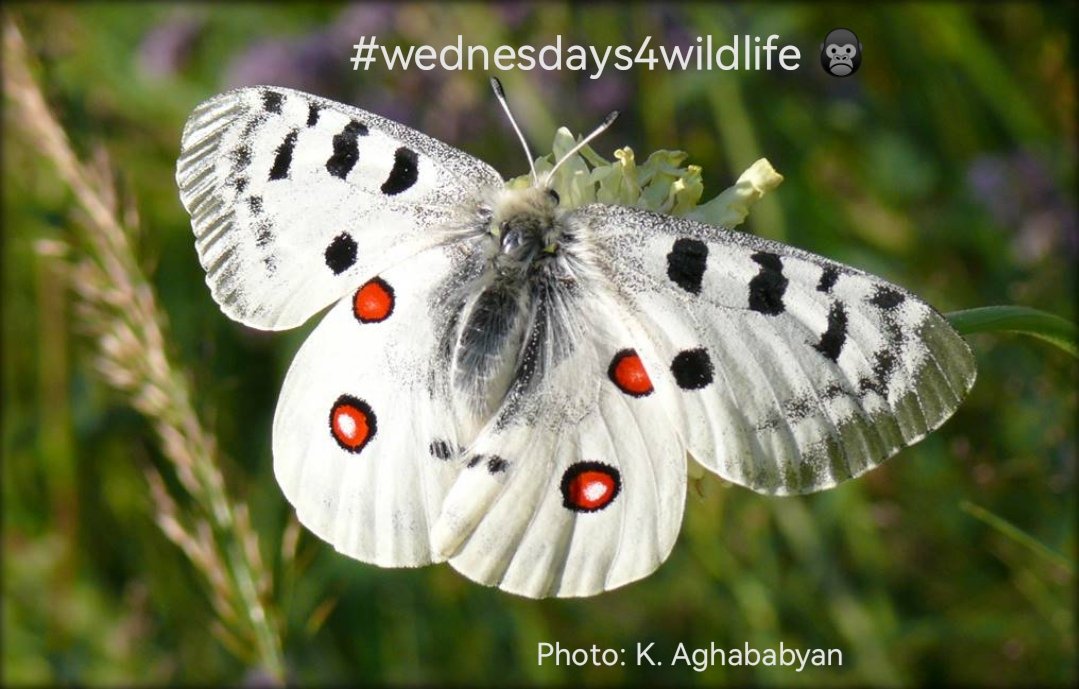 Endel Stamberg #FightFor1Point5 (@endelstamberg) on Twitter photo #wednesdays4wildlife🦍 Week 253
"As P. apollo habitats are situated in mountain areas, they have been and are subjected to climate change to a severe extent."*
<a href="/doggonecowhand/">riley 🫐</a>**
<a href="/Soph4Future/">Sophie Alessandra C 👩🦯</a>
<a href="/Andrew88820142/">Andy</a>
<a href="/itsarigrace/">OLD ACC! FOLLOW NEW!!!</a> #wednesdays4wildlife🦍 Week 253
"As P. apollo habitats are situated in mountain areas, they have been and are subjected to climate change to a severe extent."*
<a href="/doggonecowhand/">riley 🫐</a>**
<a href="/Soph4Future/">Sophie Alessandra C 👩🦯</a>
<a href="/Andrew88820142/">Andy</a>
<a href="/itsarigrace/">OLD ACC! FOLLOW NEW!!!</a>