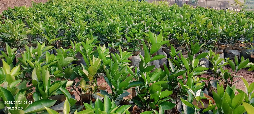 DalilaLtd29918's tweet image. How about we give you citrus? 🍊
Imagine harvesting fresh fruits from your own garden—refreshing, right?
Market demand is soaring, and our citrus seedlings are here to help you tap into it.
Start with DFC, grow the rest into success.
#QualitySeedlings #GrowWithDFC