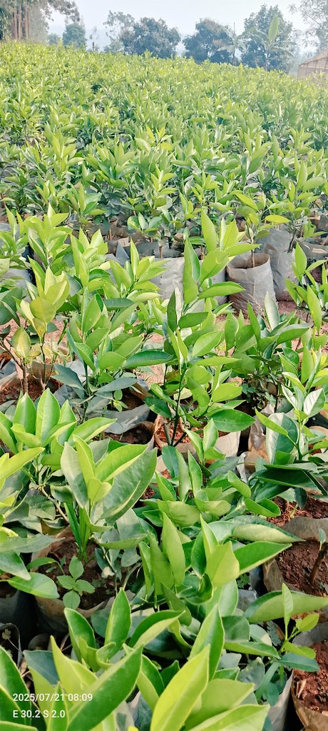 DalilaLtd29918's tweet image. How about we give you citrus? 🍊
Imagine harvesting fresh fruits from your own garden—refreshing, right?
Market demand is soaring, and our citrus seedlings are here to help you tap into it.
Start with DFC, grow the rest into success.
#QualitySeedlings #GrowWithDFC