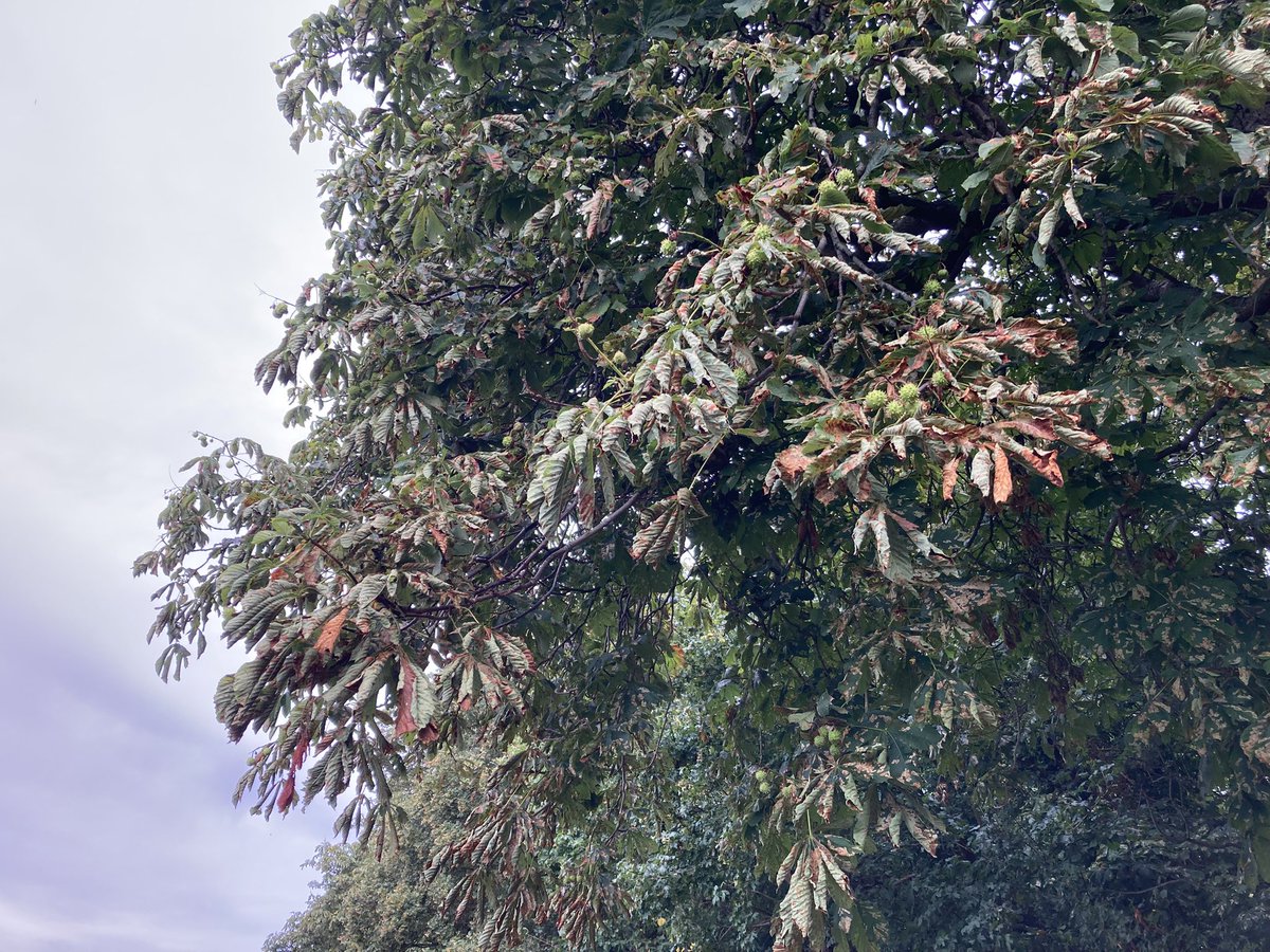 KateAgValuer's tweet image. The horse chestnuts have been looking stressed for weeks now. Leaves are dying at least a month earlier than usual. The lawn is starting to green up after the recent rain, but I doubt it’s enough for these trees.