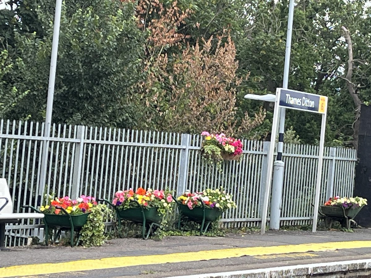 Just look at our amazing <a href="/TDInBloom/">Thames Ditton In Bloom</a> #community garden on #thamesditton station. Made possible by our fantastic volunteer gardeners with support from <a href="/ElmbridgeBC/">Elmbridge BC</a> and volunteer fundraising. Local <a href="/SW_Help/">SWR Help</a> staff are fantastic too!