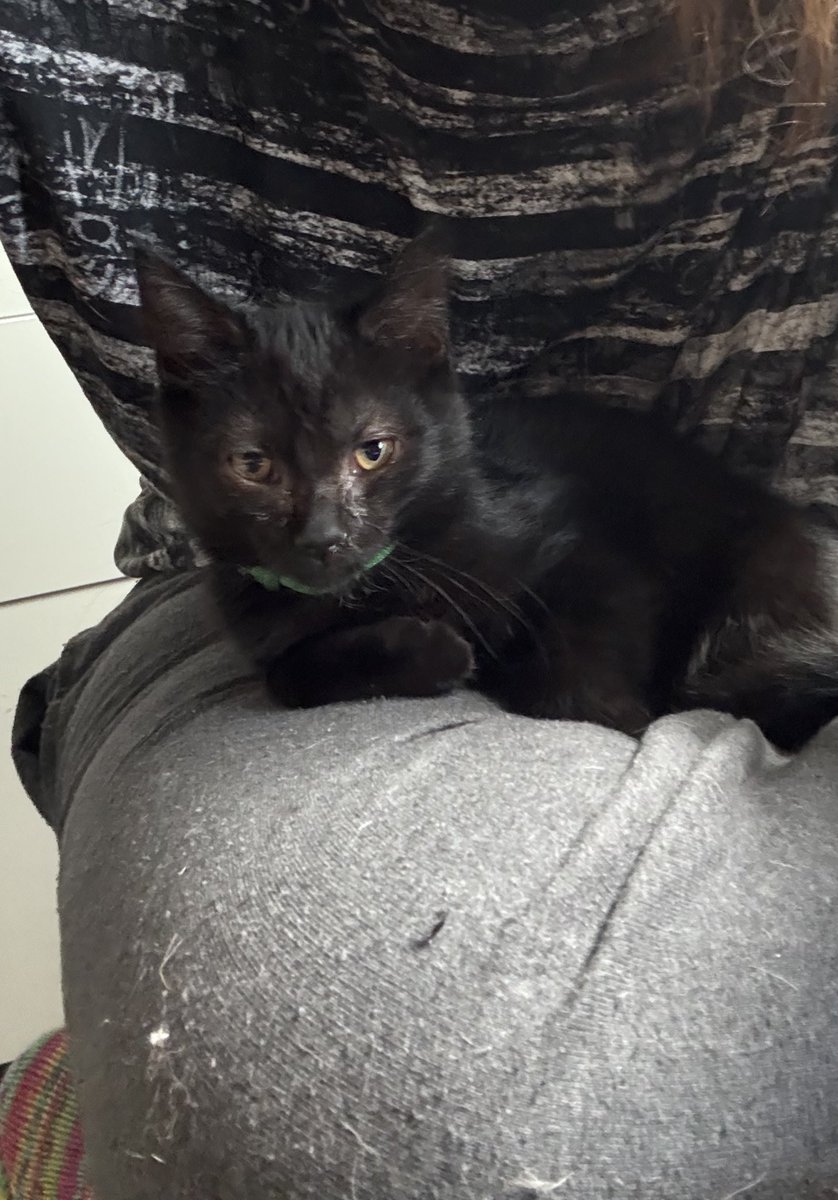 TinkerBell_just's tweet image. Banner hat den Krabbeltunnel unter der Treppendecke entdeckt, Bruce Schein meine neue Kaffeebegleitung zu werden.
Kommt gut in den Tag
#nordstadtkatzen