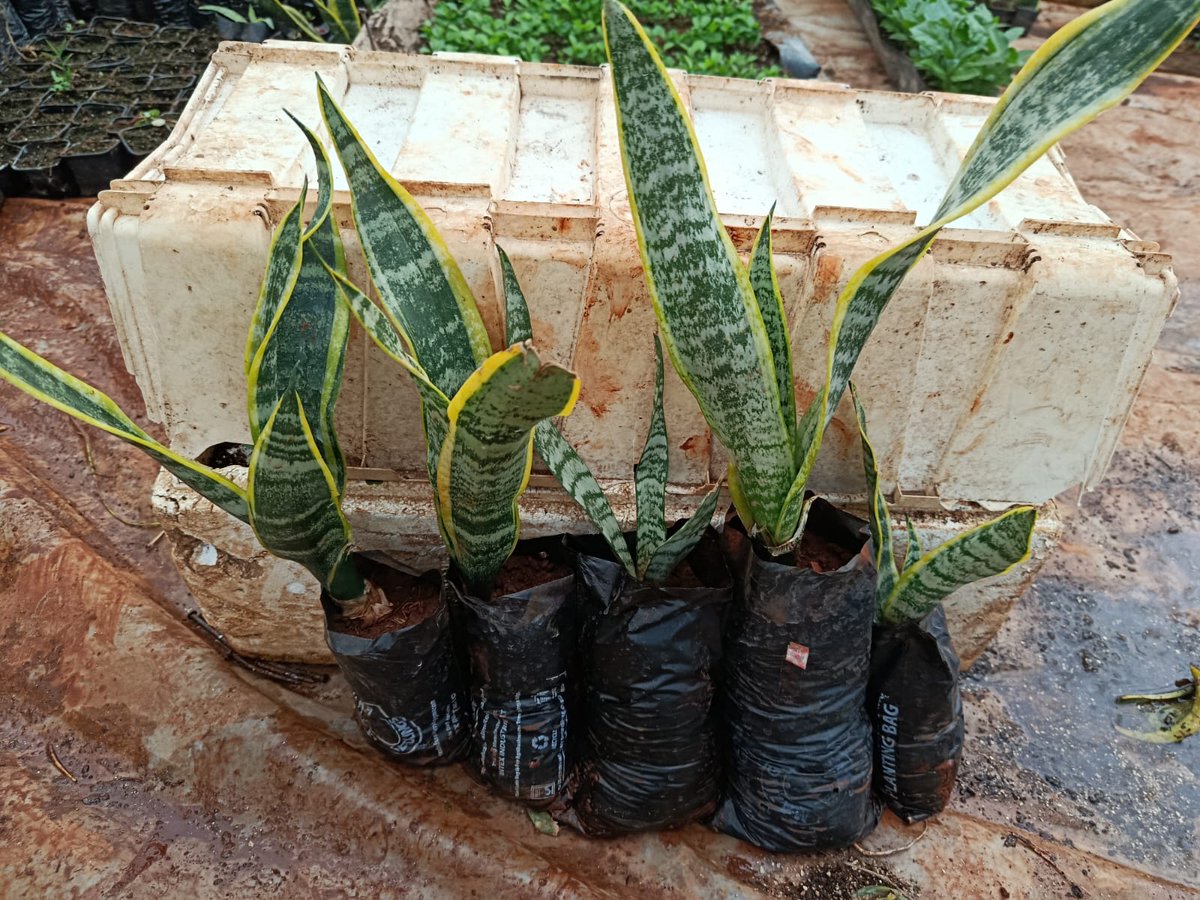 Zionseedlings's tweet image. Looking for a plant that practically cares for itself? Meet the Snake Plant! 💪 This resilient beauty is incredibly forgiving, making it the ultimate choice for beginners or anyone who's had less-than-green thumbs in the past. It's truly hard to kill! #indoorplants
#ornamentals