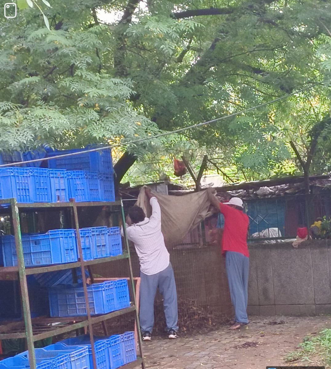 D1D2 Officers’ Flats and Satya Sadan, Chanakyapuri — declared Delhi’s first Anupam Colony by NDMC continue to process segregated wet waste mixed with horticulture waste. The mixture is shredded and composted in wire mesh rounders as part of sustainable waste management efforts.