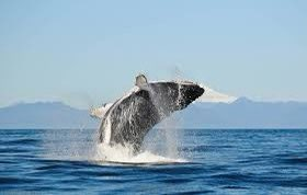 emilio_delrio's tweet image. Siempre nos han fascinado las ballenas
"Ballena" viene del lt. BALLÉNA en gr. phálaina, de origen desconocido, quizá de *bhel, "hincharse"
Animal literario por excelencia: La Biblia, Luciano (II dC), Moby Dick, Gepetto
Hoy es el Día Mundial de las Ballenas, ¡protejámoslas!