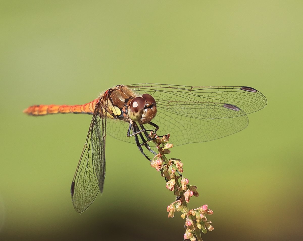 Common Darter garden pond Plymouth Devon.