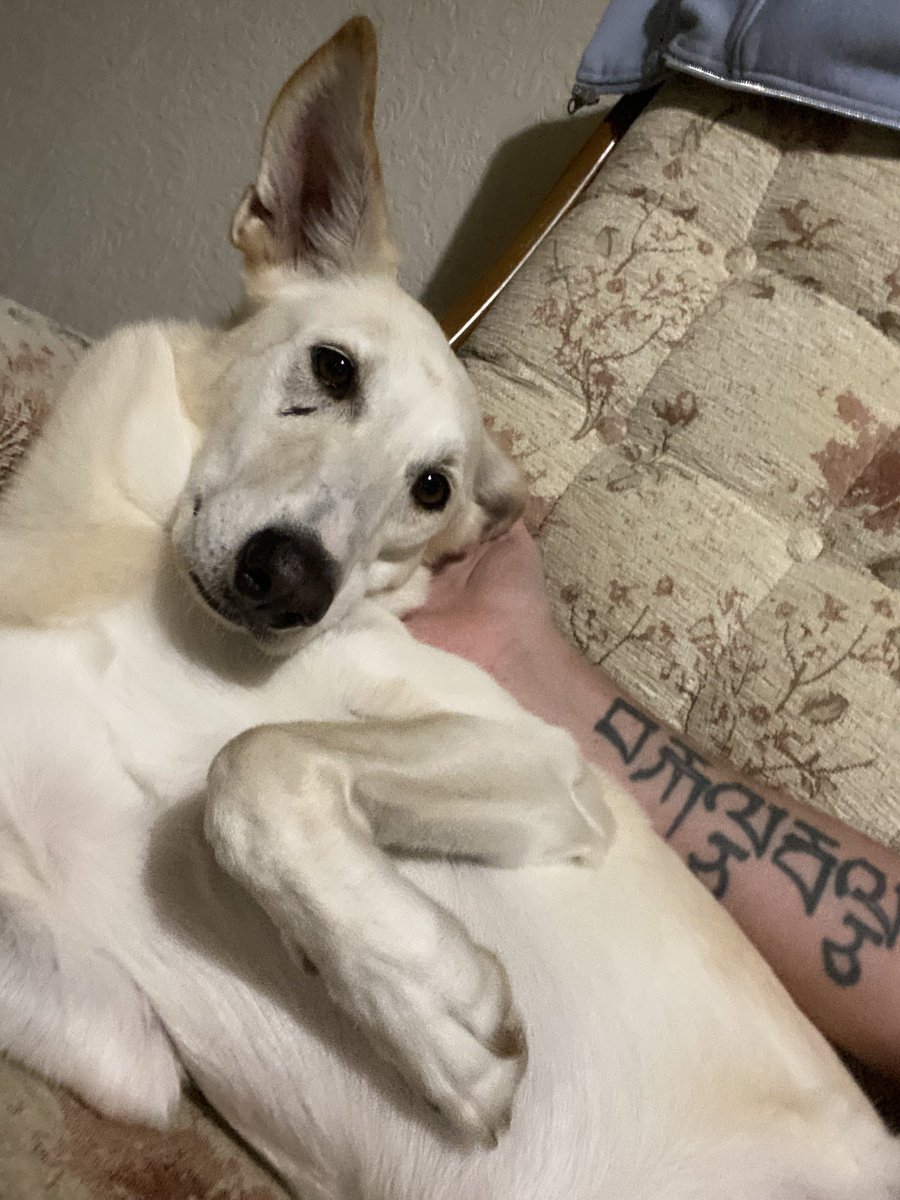 Farmer_Boycie's tweet image. Someone is staying round Nannie’s today 😉❤️❤️❤️ Morning Jenny