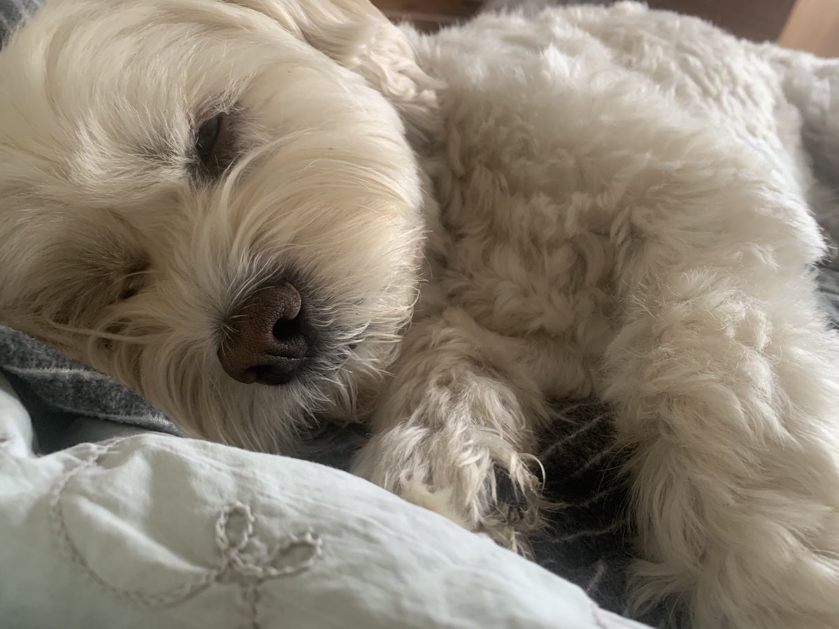 TweetForTheMany's tweet image. I had a visitor 🐶 to tell me it’s time to wake up.