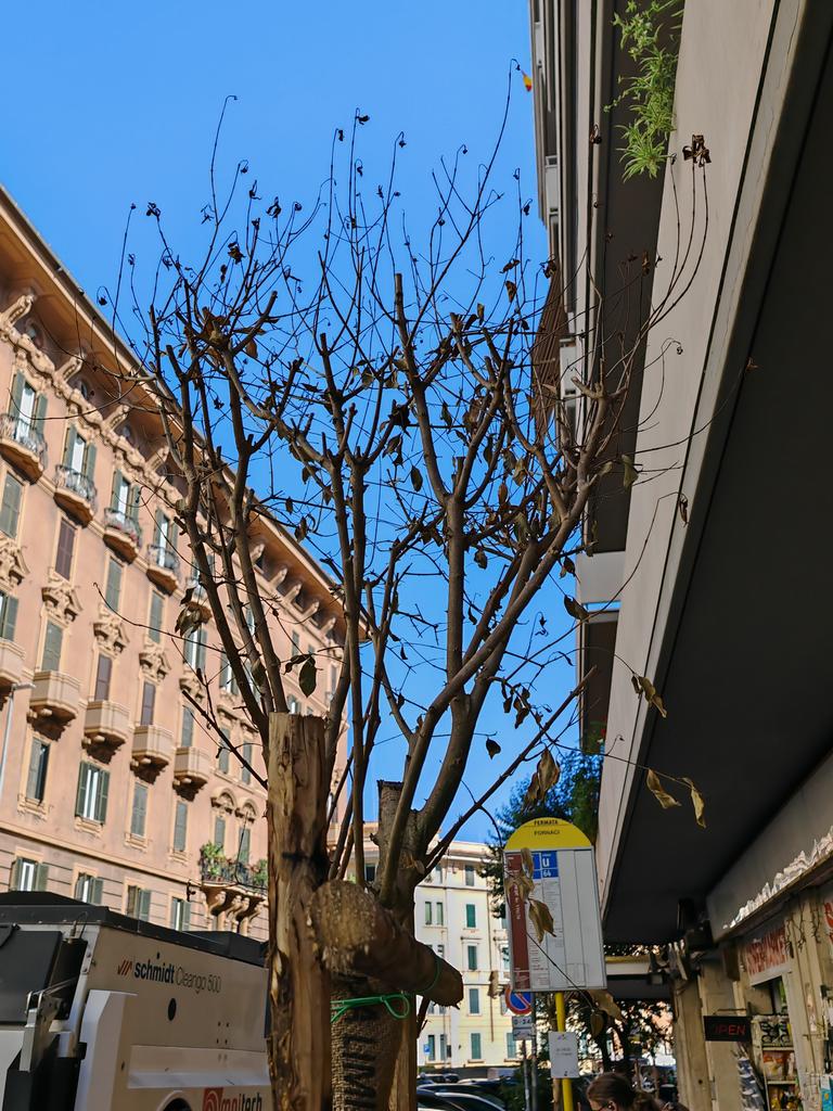 Francesco Sala 🇮🇹📖 (@francesala) on Twitter photo Ave <a href="/gualtierieurope/">Roberto Gualtieri</a>, morituri te salutant!
Anche in Via delle Fornaci (vista San Pietro) alberelli moribondi
<a href="/ChiodiDonatella/">Donatella Chiodi #spuntablu</a> <a href="/ErMejoSindaco/">La Roma di Gualtieri</a> <a href="/GianniniDanRoma/">Daniele Giannini</a> <a href="/romanoesaurito/">Alzatore di tergicristalli</a> <a href="/battaglia_persa/">Battaglia persa</a> <a href="/romatoday/">Roma Today</a> <a href="/salviamoroma/">@salviamoroma</a> <a href="/anderboz/">andrea bozzi</a> @roma <a href="/Antincivili/">Segnalatore Seriale</a> <a href="/FabrizioSantori/">Fabrizio Santori</a> Ave <a href="/gualtierieurope/">Roberto Gualtieri</a>, morituri te salutant!
Anche in Via delle Fornaci (vista San Pietro) alberelli moribondi
<a href="/ChiodiDonatella/">Donatella Chiodi #spuntablu</a> <a href="/ErMejoSindaco/">La Roma di Gualtieri</a> <a href="/GianniniDanRoma/">Daniele Giannini</a> <a href="/romanoesaurito/">Alzatore di tergicristalli</a> <a href="/battaglia_persa/">Battaglia persa</a> <a href="/romatoday/">Roma Today</a> <a href="/salviamoroma/">@salviamoroma</a> <a href="/anderboz/">andrea bozzi</a> @roma <a href="/Antincivili/">Segnalatore Seriale</a> <a href="/FabrizioSantori/">Fabrizio Santori</a>