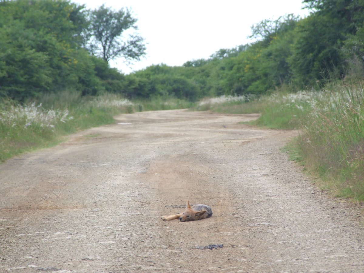 SafariKZNMark's tweet image. Sometimes you have to get off the beaten track when you are off the beaten track. Wonderfully wild places where you can be on a #wildlifeWednesday We want to encourage you to follow in our footsteps. #travel #holidays #Safari #kwazulunatal #southafricaawaits