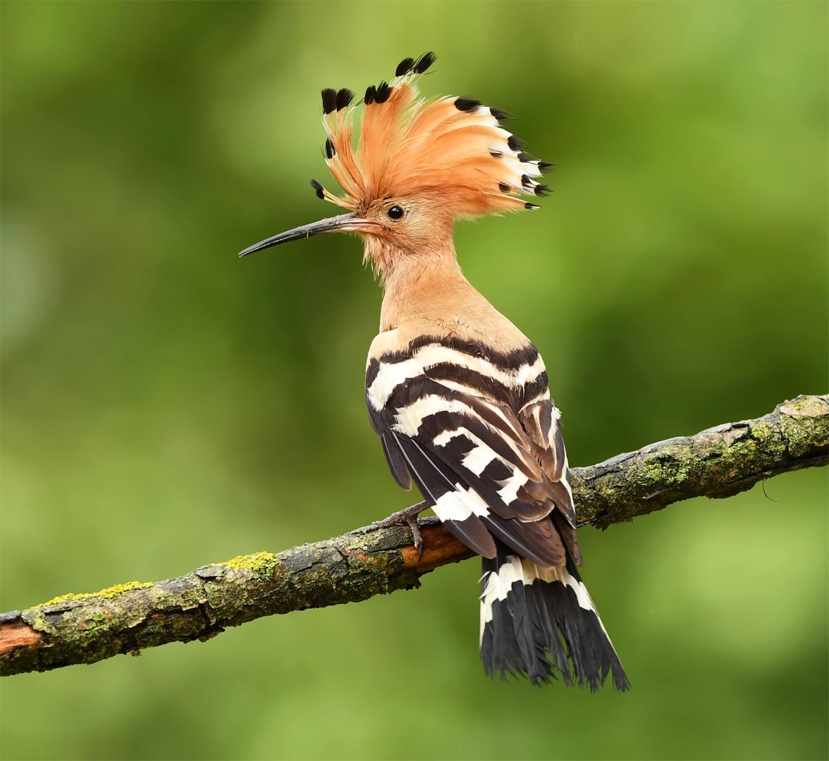 RichDecibels's tweet image. big news. saw the first hoopoe up here this morning