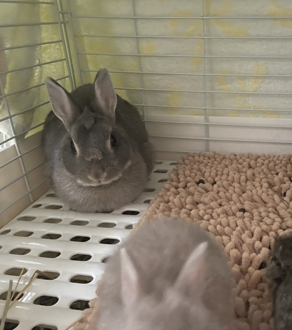 312mokomoko's tweet image. 生後20日目の5つ子ちゃん家族🐰
ママうさぎさんも元気です💕
焼き菓子の売り上げが
小さい命を守る、活動資金になります♡
見守り活動や、預かりなどもあり
ご協力いただけると助かります☺️
7月は選べるタルトセットか
おまかせの詰め合わせを作っています。
どちらも1箱、5000円で…