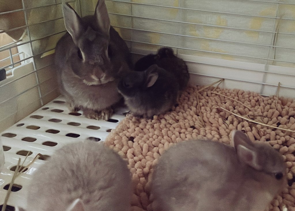 312mokomoko's tweet image. 生後20日目の5つ子ちゃん家族🐰
ママうさぎさんも元気です💕
焼き菓子の売り上げが
小さい命を守る、活動資金になります♡
見守り活動や、預かりなどもあり
ご協力いただけると助かります☺️
7月は選べるタルトセットか
おまかせの詰め合わせを作っています。
どちらも1箱、5000円で…