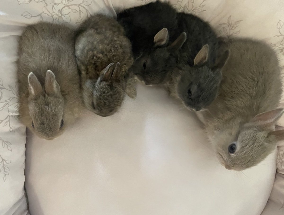 312mokomoko's tweet image. 生後20日目の5つ子ちゃん家族🐰
ママうさぎさんも元気です💕
焼き菓子の売り上げが
小さい命を守る、活動資金になります♡
見守り活動や、預かりなどもあり
ご協力いただけると助かります☺️
7月は選べるタルトセットか
おまかせの詰め合わせを作っています。
どちらも1箱、5000円で…