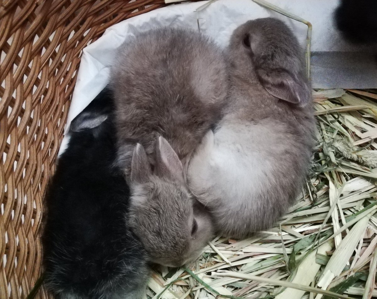 312mokomoko's tweet image. 生後20日目の5つ子ちゃん家族🐰
ママうさぎさんも元気です💕
焼き菓子の売り上げが
小さい命を守る、活動資金になります♡
見守り活動や、預かりなどもあり
ご協力いただけると助かります☺️
7月は選べるタルトセットか
おまかせの詰め合わせを作っています。
どちらも1箱、5000円で…