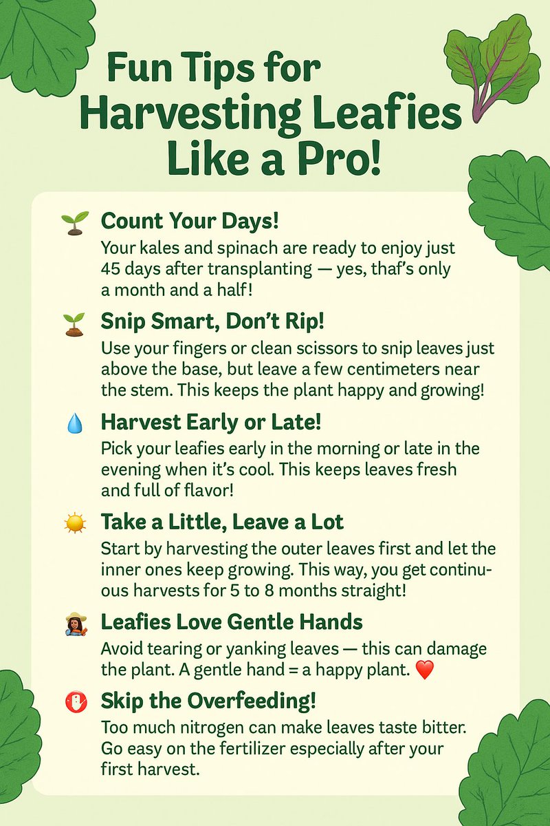 🥬 Harvest like a pro in 45 days!
✅ Snip, don’t rip
✅ Morning/Evening harvest = Freshest
✅ Take some, let the rest grow 🌿
Your kale, spinach &amp; chard will thank you! 🙌

#RoyalSeed #SmartFarming #LeafyTips