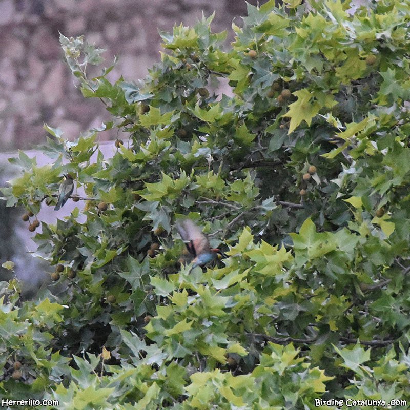 ¿Cuántas aves y de qué especie hay en la foto?
#retodelherrerillo
