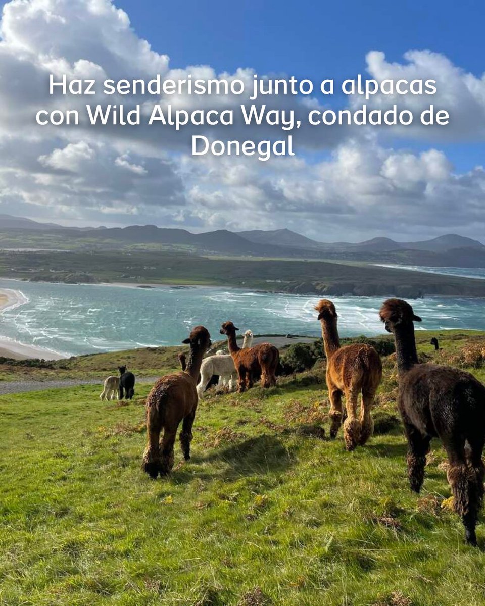 DescubreIrlanda's tweet image. Bajar el ritmo nunca fue tan bonito 🌿 Desde paseos por la costa hasta rincones tranquilos entre montañas, te compartimos 10 formas de relajarte y conectar con la belleza de la isla de Irlanda.
Guárdalo para tu próxima escapada💾