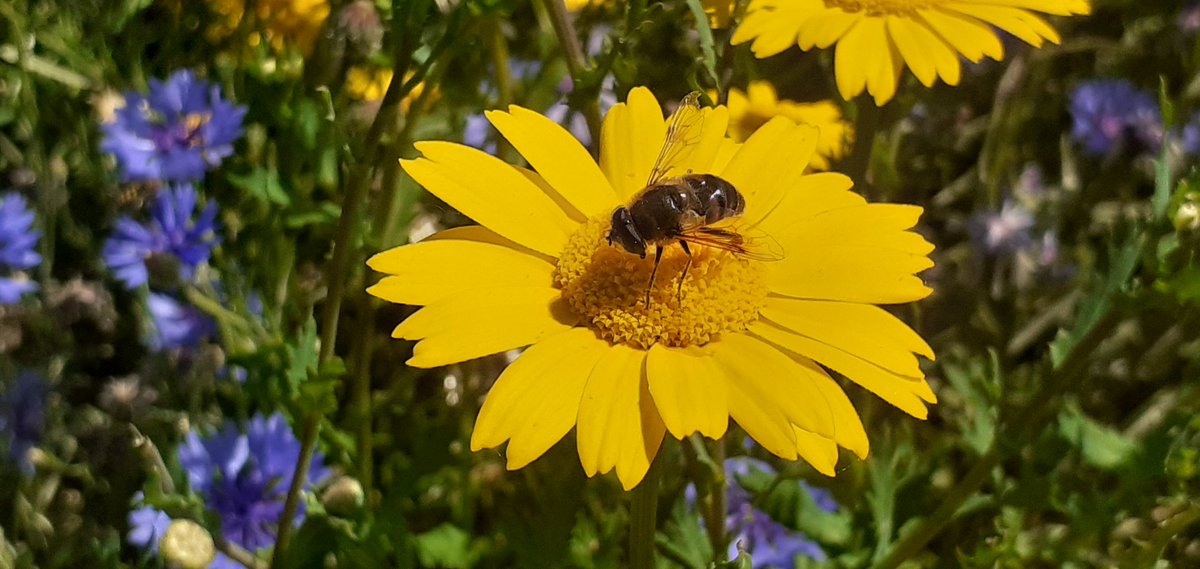 There are lots of chances to get outdoors, meet new people and help wildlife all over the city ☺️ 💚 🌳 - check out the community events pages for more information 👉  orlo.uk/PFH67