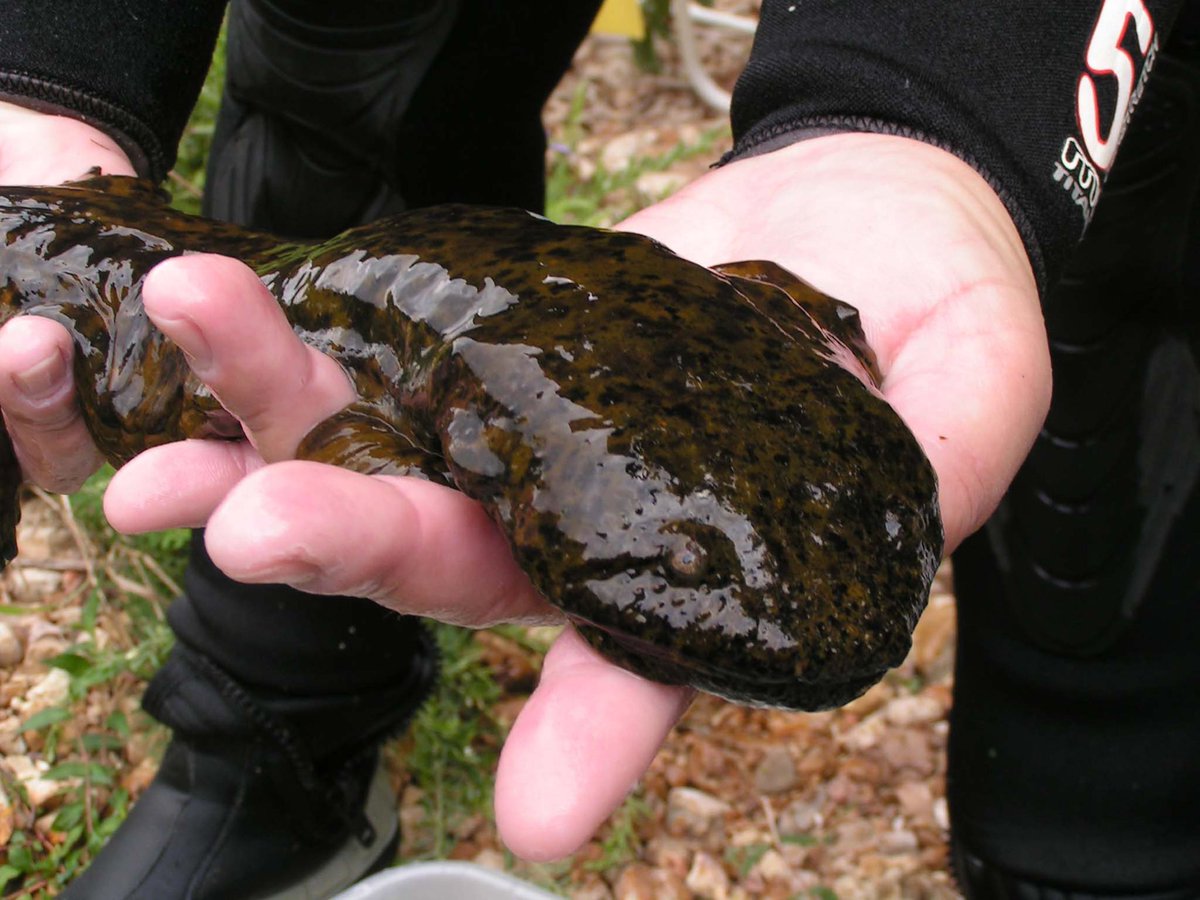 CardinalNewsVA's tweet image. Rename the Salem Red Sox after a local giant: the Hellbenders cardinalnews.org/2025/07/23/ren…