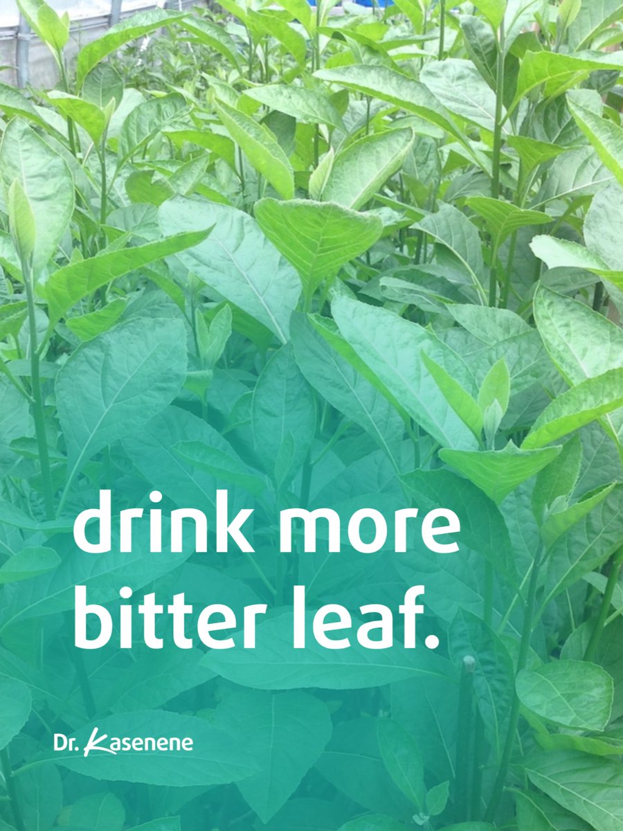 drkasenene's tweet image. Bitter leaf (aka mululuza) is one of nature’s healthiest plants. It helps detoxify the body, prevents and treats cancer, lowers blood pressure and sugar levels, improves digestive health, enhances fertility, and reduces inflammation.
Add some to your tea or green smoothie often.