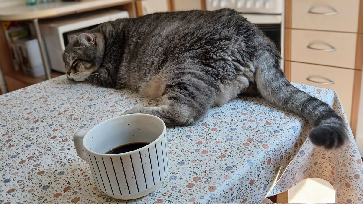 Ania_In_UA's tweet image. I have the most horrendous headache, and the cat doesn't leave me alone all morning...I hope I'm not about to drop dead 🙃 🤞