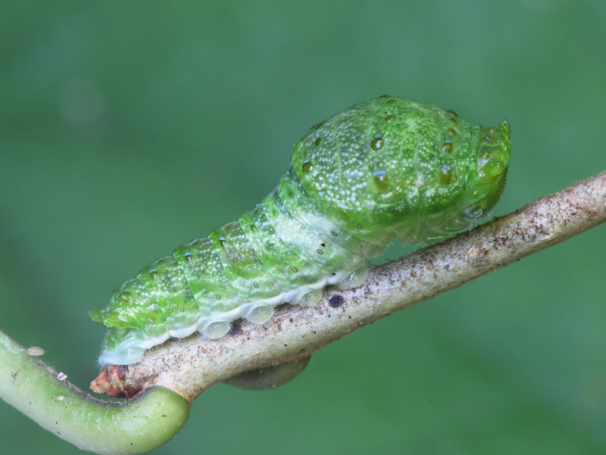 sora3_2022's tweet image. カラスアゲハの幼虫をカラスザンショウ以外で見たのは初めて😮
まあ、食草は何種類かあるんだろうからな！
📷20250720　自然観察の森（横浜市）