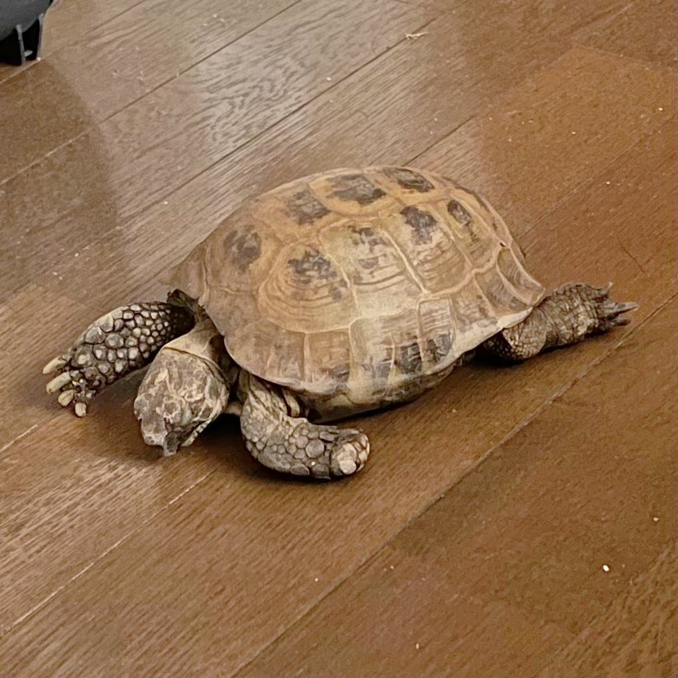 naoya_oshima666's tweet image. ベランダのスリーピーの様子を見てみたら、暑過ぎると猛烈に訴えてきたので、家の中に入れてあげた。すると、そのまま部屋の真ん中で爆睡。もう、夏眠かなあ🐢💤
#夏眠 #ホルスフィールドリクガメ #50年以上生きてる亀