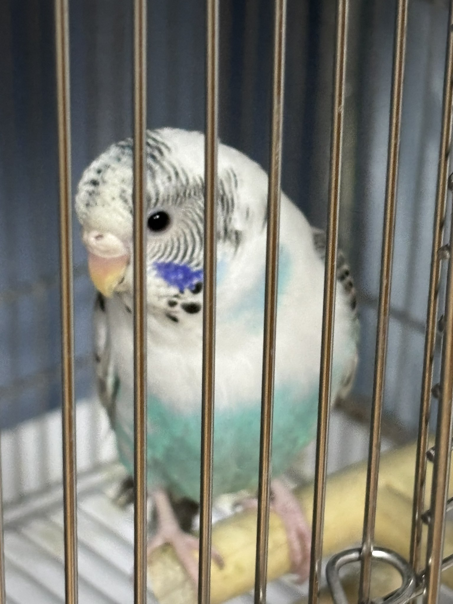★　オコちゃん　★ ともこ🐦 🕊オカメインコちゃんも新加入🦜Don't DM me! インコ垢