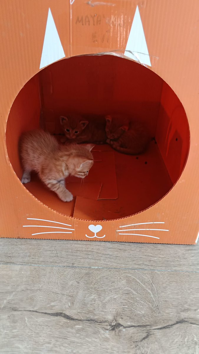 İSTANBUL/ Pendik
Sarman 3 kardeşe acil yuva
0555 817 94 38

#satınalmasahiplen 
#BirKapSuBirKapMama