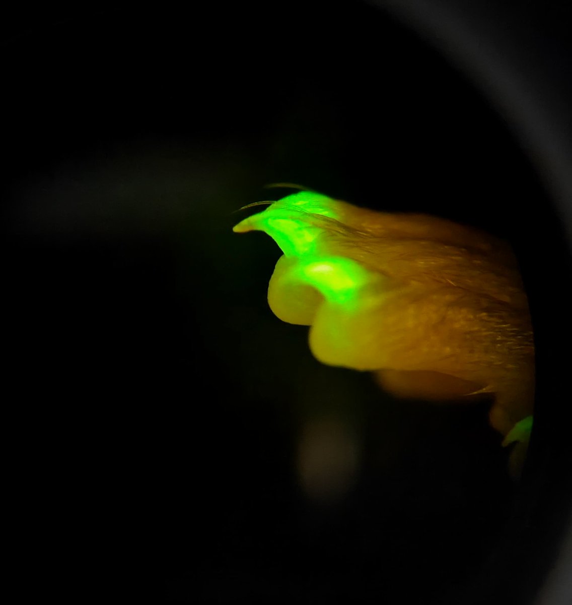 NeuroAlc's tweet image. #SciencePhoto_IN
“Green is the coldest color”
Author: Manuela de las Casas
Lab: @painchannels
"Paw of transgenic mouse with GFP linked to the TRPM8 gene. Peripheral sensory neurons expressing the cold receptor TRPM8 shine in green when stimulated with light. @LeicaMicro MZ16FA."
