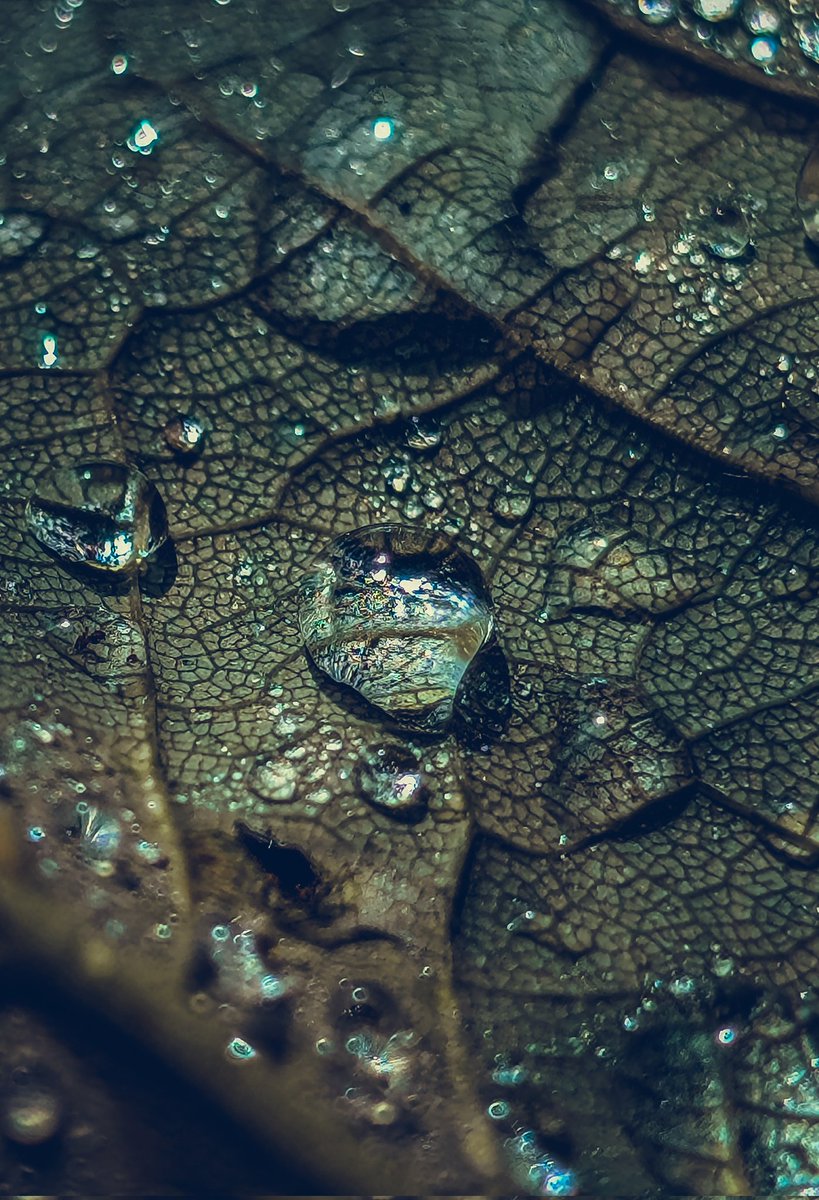 psychoticstate's tweet image. 💚💚💚💚
#macro #NaturePhotography